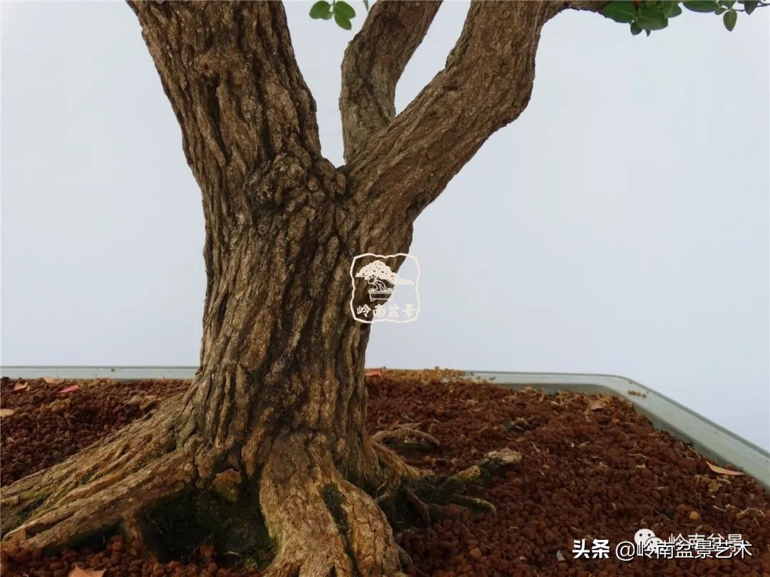 文人杂木盆景精品欣赏,可以做盆景的杂木图片大全