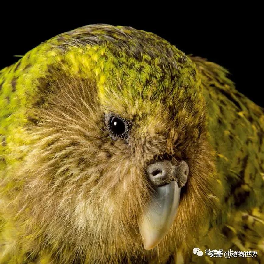 国际珍稀动物保护日-如何拯救那些正在从世界上逐渐消失的物种