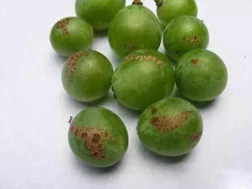 葡萄长锈斑图片,葡萄上有锈斑是什么品种