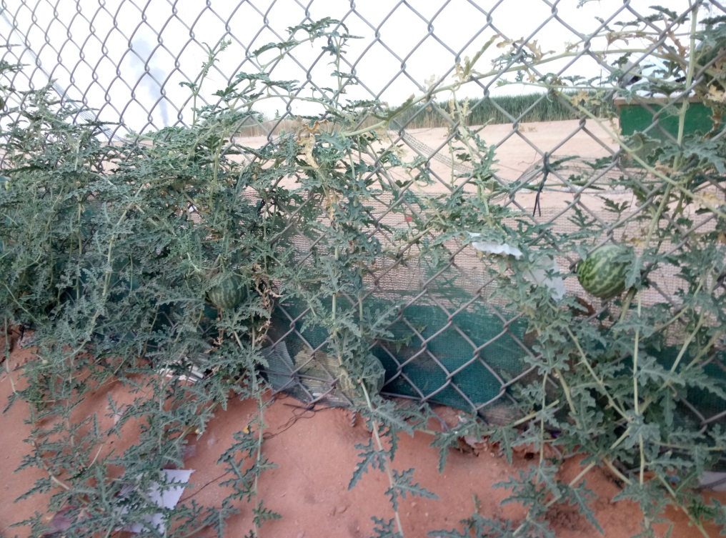 一个沙特打工仔的自述，完全不同的中东风情