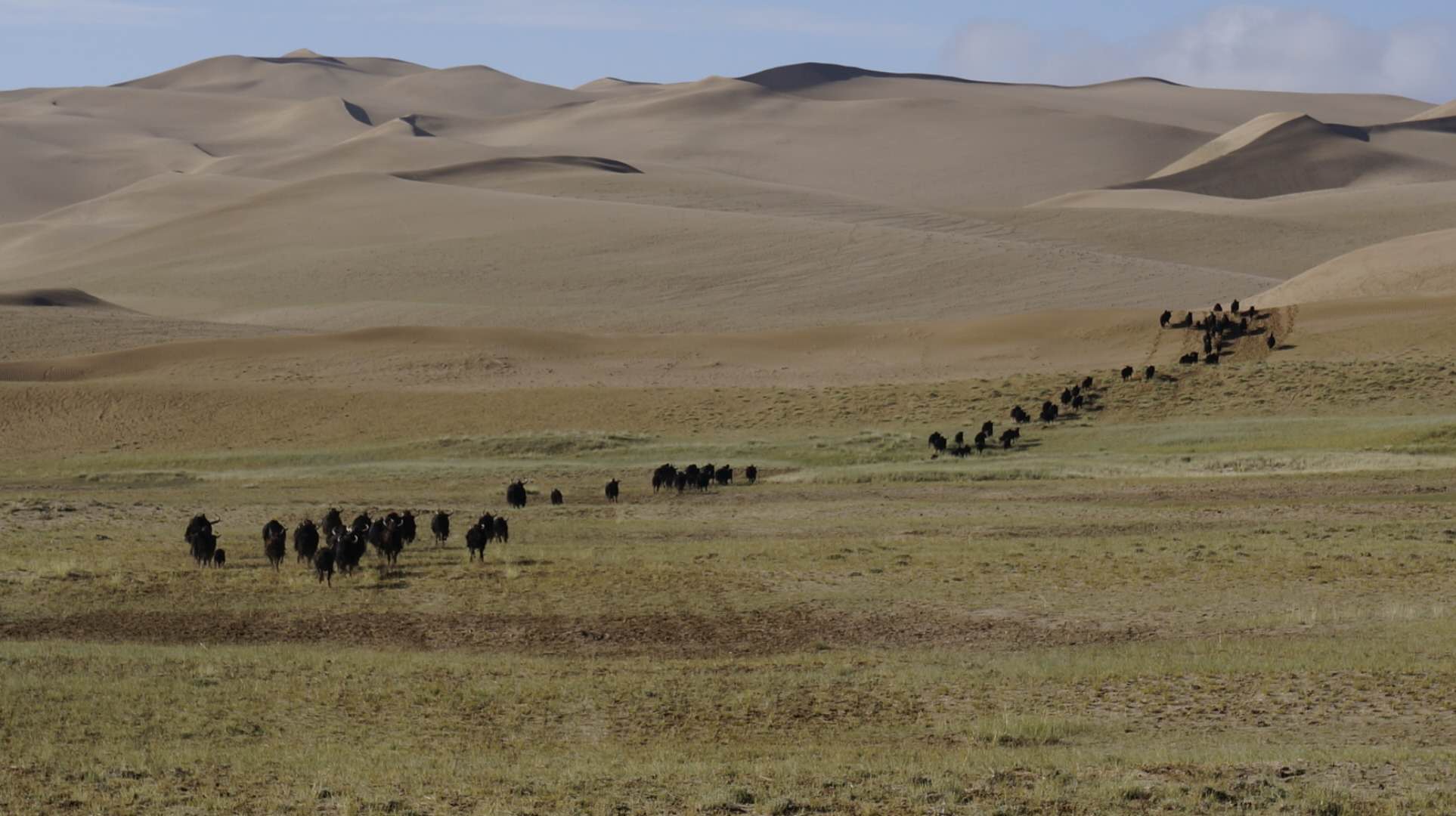 超*脑洗**！《不当医生那七天》就来新甘青看藏羚羊——原生态