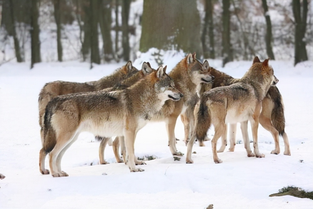 粗心的猎人,猎人打狐狸自己受伤脑筋急转弯