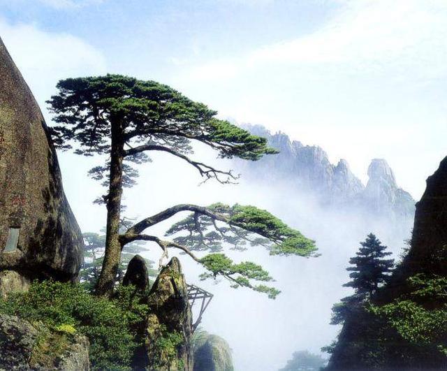 大雪压顶岁寒三友,大雪压青松青松不低头