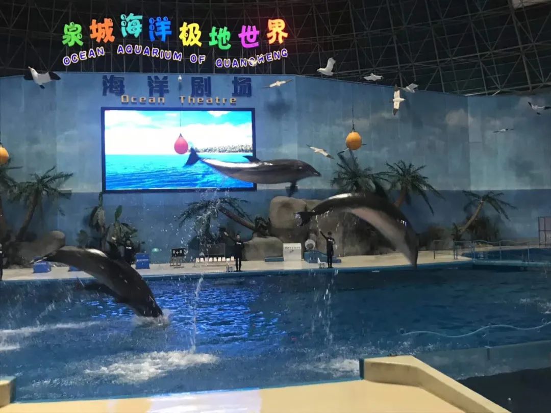 济南动物王国一日游详细攻略,济南一日游动物园