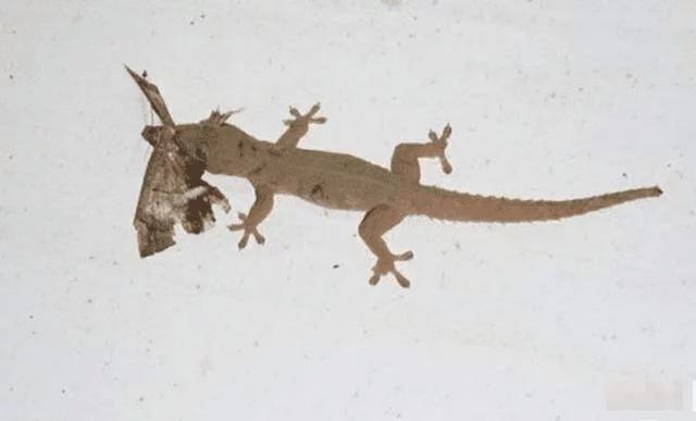 小壁虎被小壁虎咬了有没有毒,被壁虎咬了什么特征