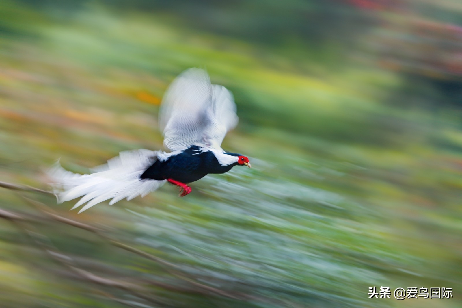 鸟类欣赏,鸟类观鸟图片