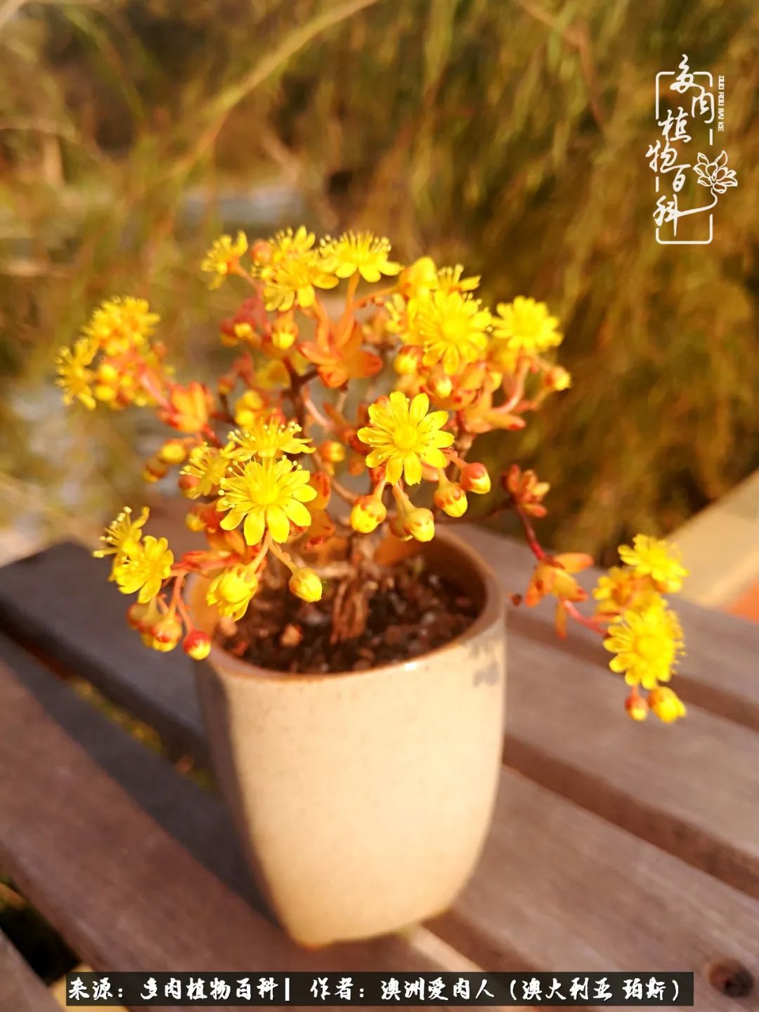 采蘑菇的小姑娘，“转行”来把多肉养