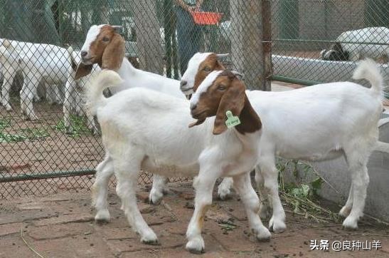 养病治疗与快速诊断大全，羊病用药顺口溜，方便对症下药