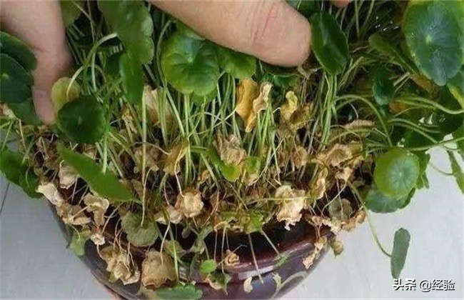 金钱草叶子变黄是什么原因,金钱草的叶子变黄枯萎是怎么回事