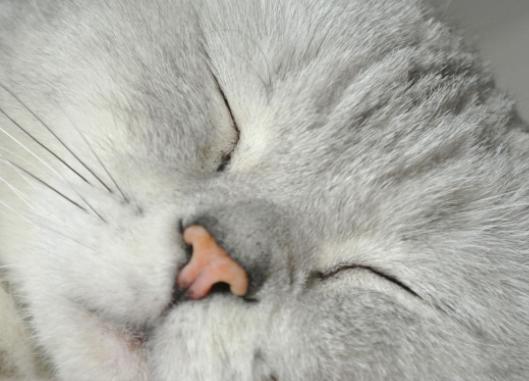 怎样买到纯血统美短,买纯种英短