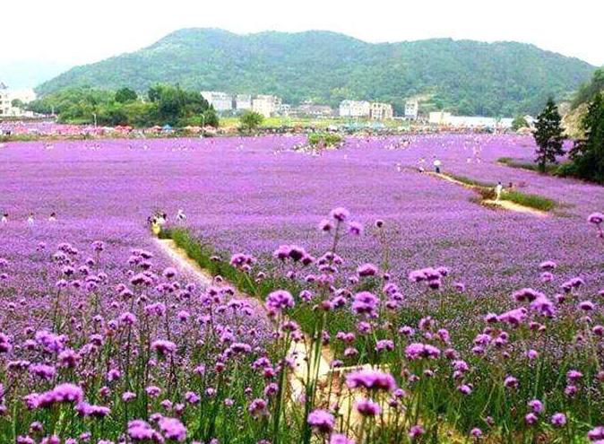 吴家洞村的苗木上开出致富花，还带领村民致富，村民年入百万