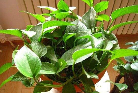 土培绿萝的养殖方法和注意事项,土培绿萝水培方法和注意事项