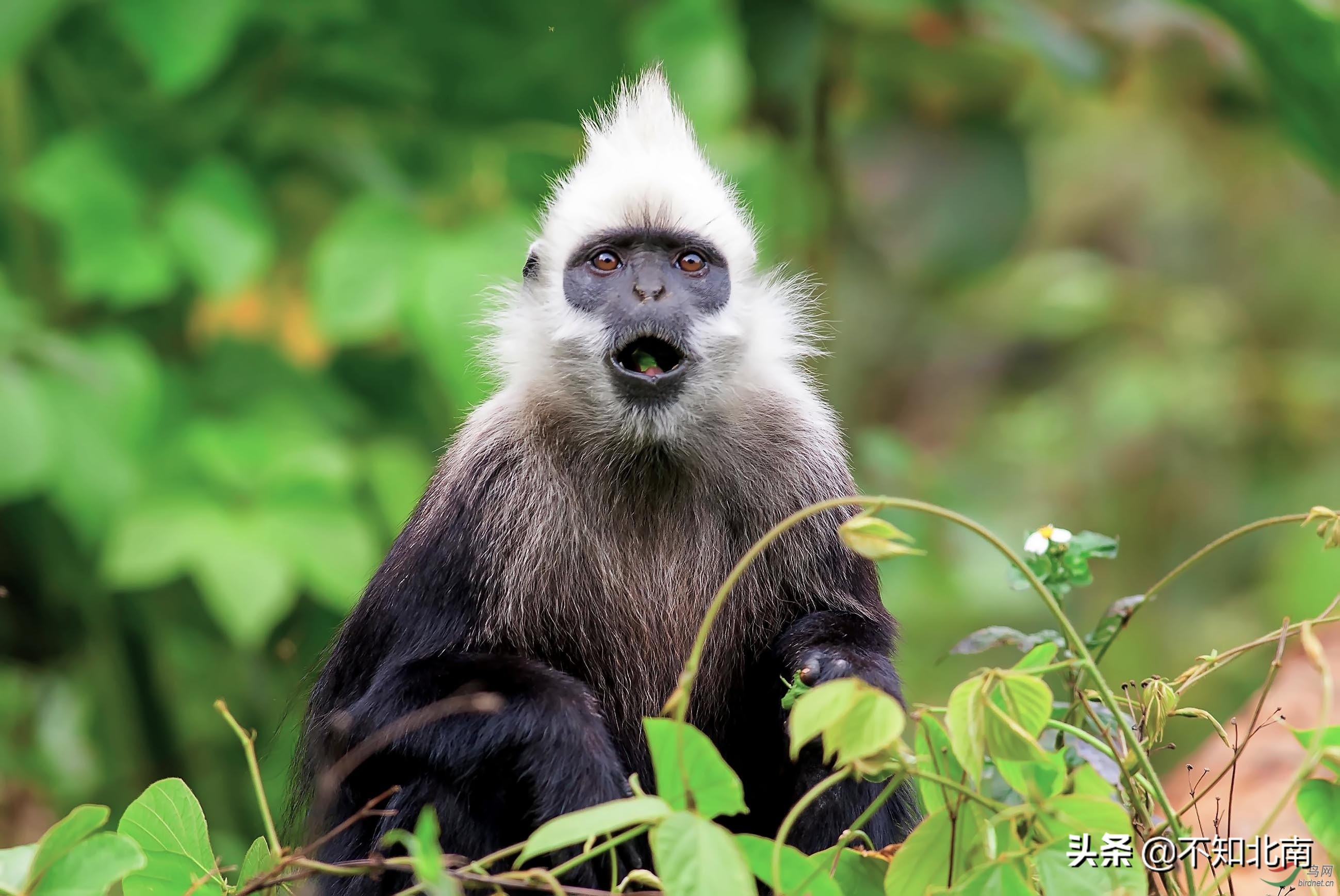 广西常见比目鱼,广西罕见的鱼有哪些图片