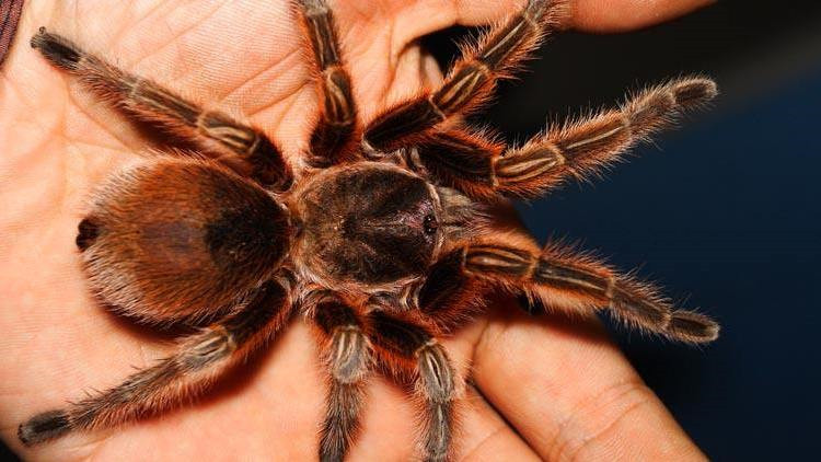 饲养蜘蛛要准备哪些用品,巴西所罗门蜘蛛饲养教程