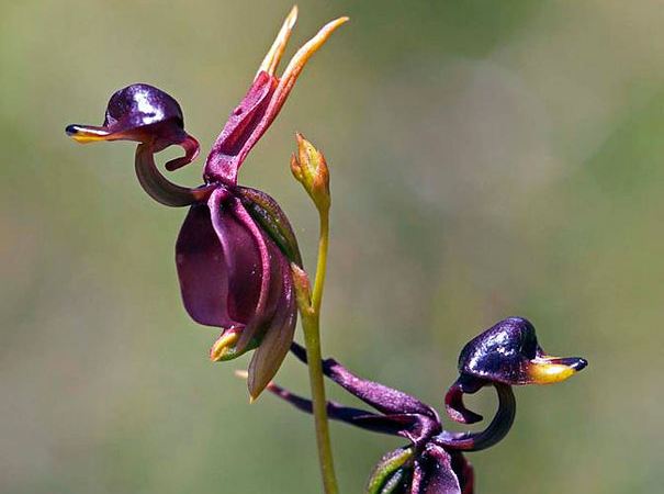 罕见的奇花异草 (160种奇花异草绝对有你没见过的)