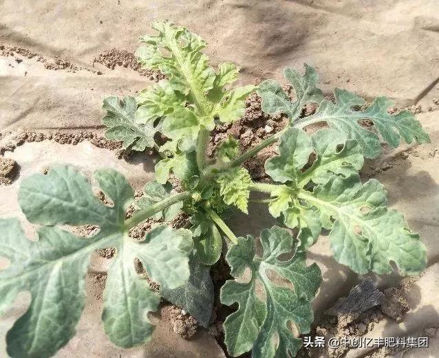 西瓜苗尖黄是什么引起的,西瓜苗无头是什么病