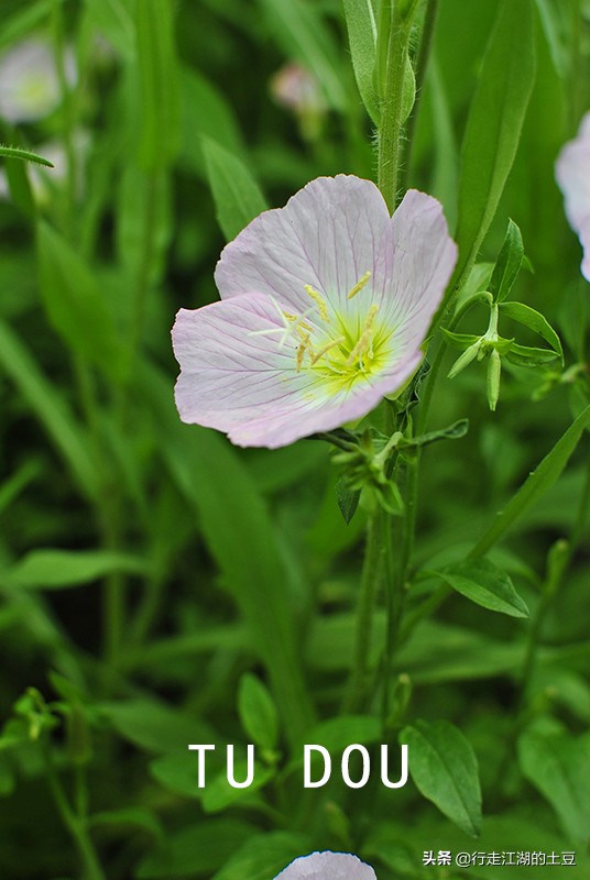 美丽月见草入药,美丽月见草性味归经