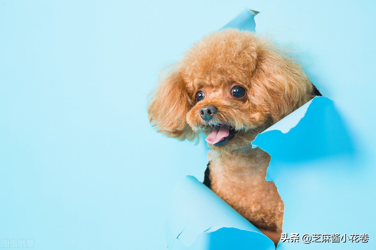 泰迪被人讨厌的原因,很讨厌泰迪什么原因