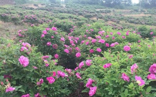 通化市五道江玫瑰谷,通化玫瑰谷山庄位置