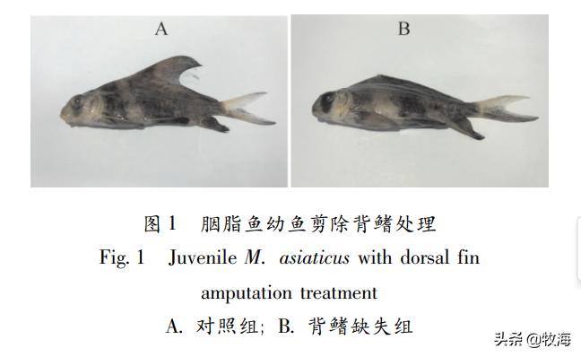 一帆风顺胭脂鱼有什么作用,胭脂鱼和一帆风顺有什么差别