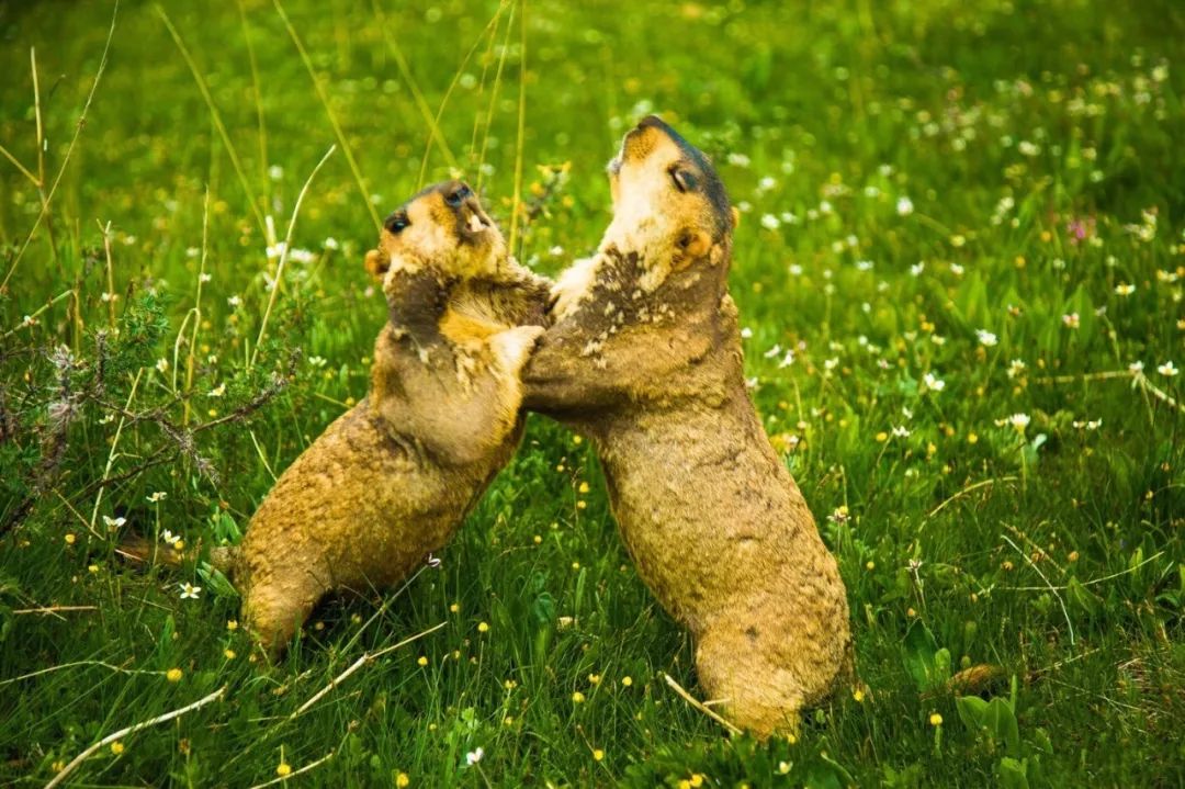 土拨鼠打架视频素材,土拨鼠打架画面被揭露