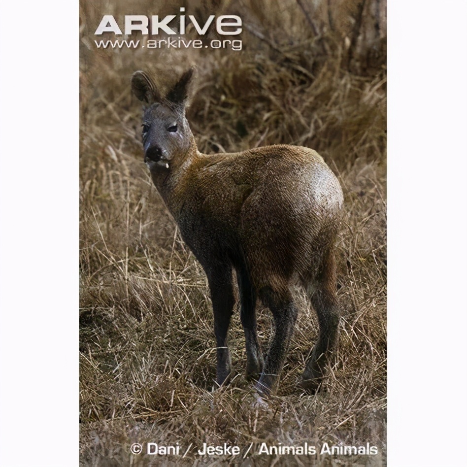 野生动物犯罪数额,收受野生动物量刑标准