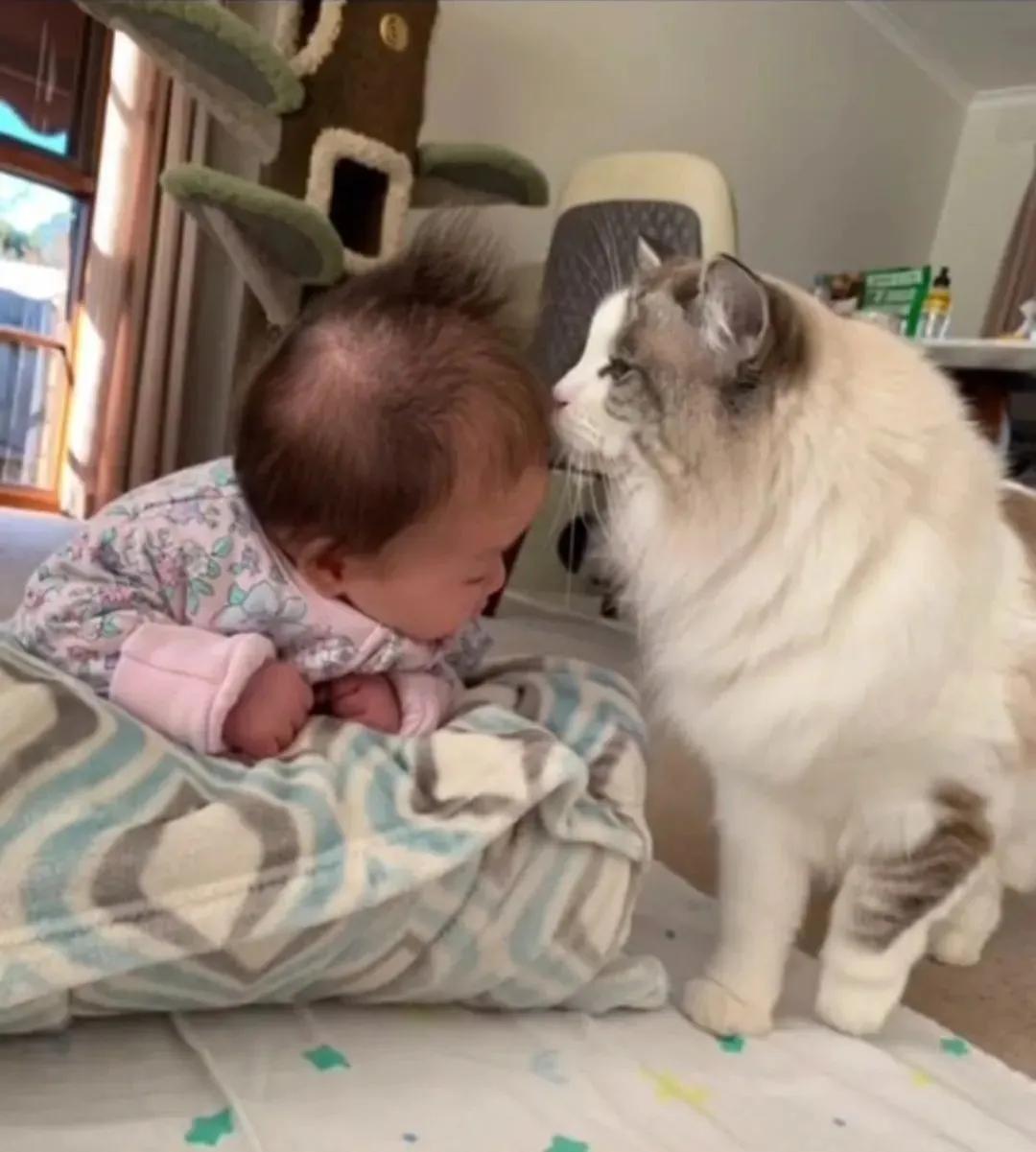 哪种猫最会带娃,什么猫带娃最好