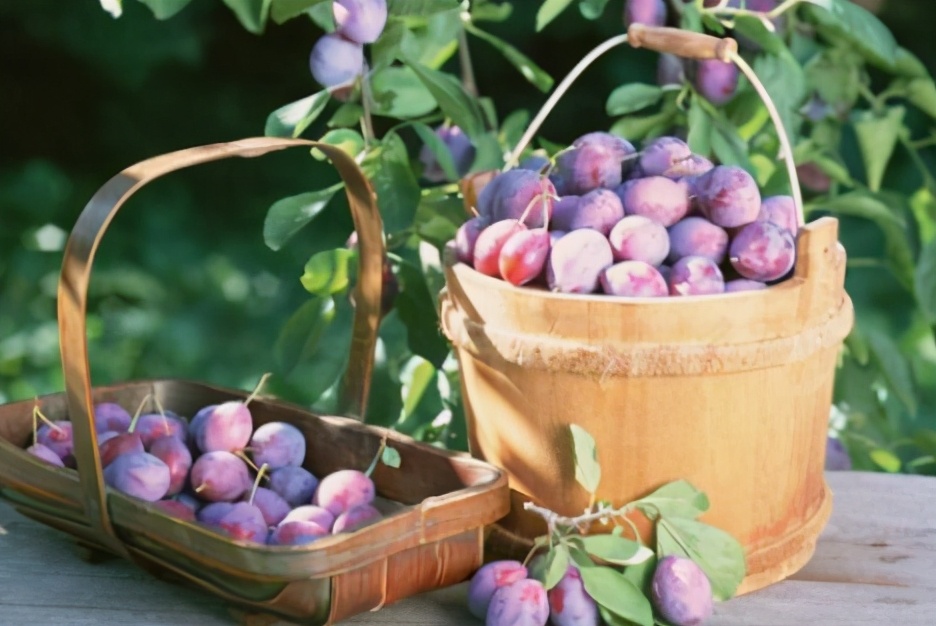 它和黑布林是*亲近**,进口的卖高价,国内种植的却常制成干果