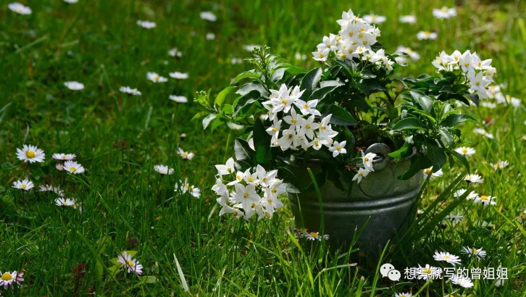 李先生的花园香水50ml,爱马仕李先生的花园香水