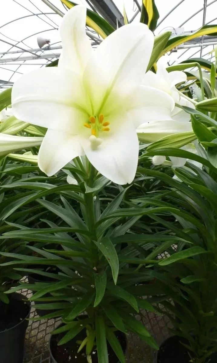 百合开败了怎么可以继续开花,盆栽百合开败了多久才能再发芽