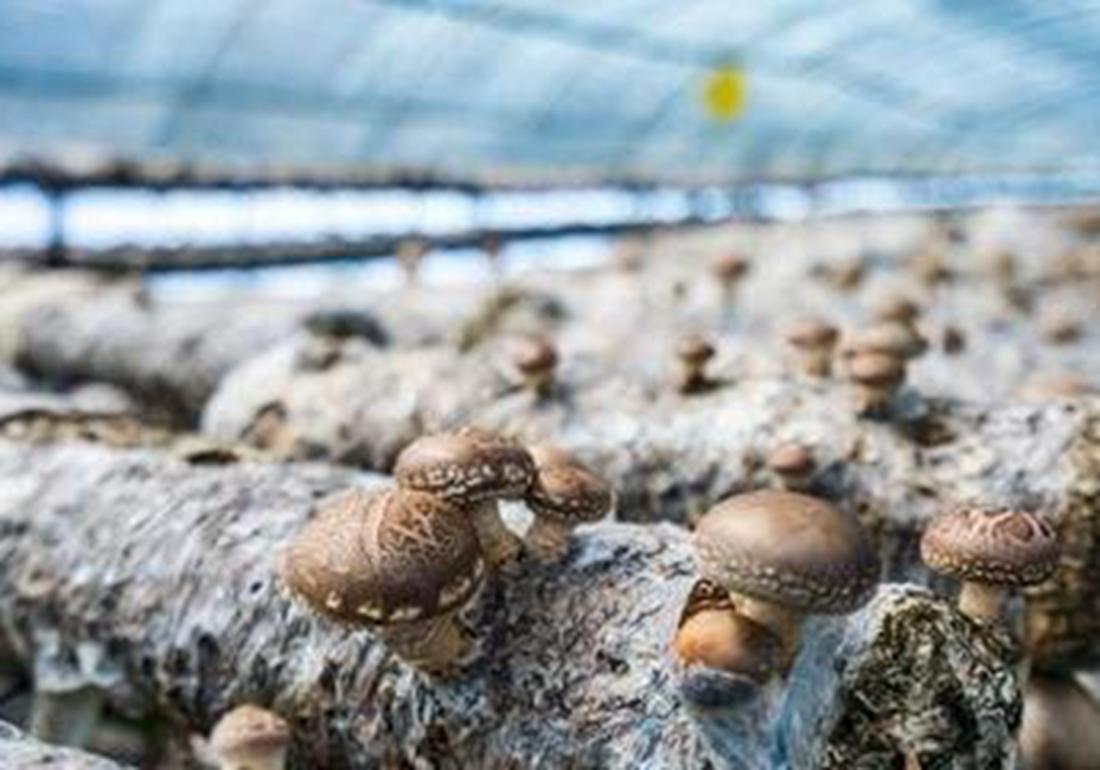 种植香菇为什么太湿会发黑,香菇种植病害防治方法