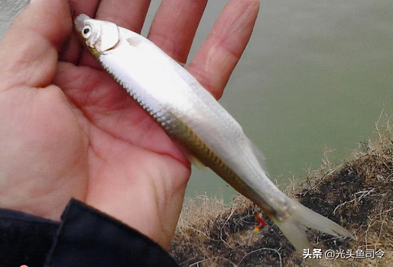 夏季野钓浓腥饵效果怎么样,腥饵是不是更容易招小鱼