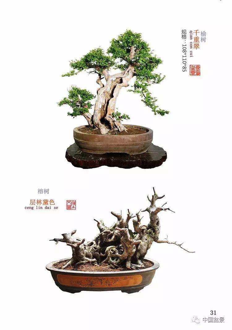 陈文图老师,陈文图盆景欣赏