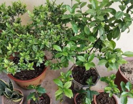 栀子花水培扦插是放阳光下直晒吗,栀子花水培扦插有绒毛是怎么回事