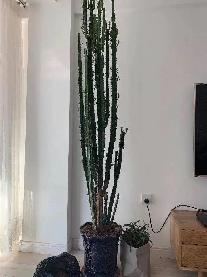 养花镇宅,养花知识大全什么植物能镇宅