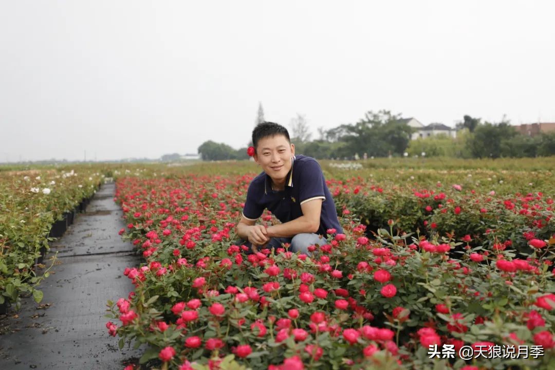 不用修剪的月季,不用打药的月季