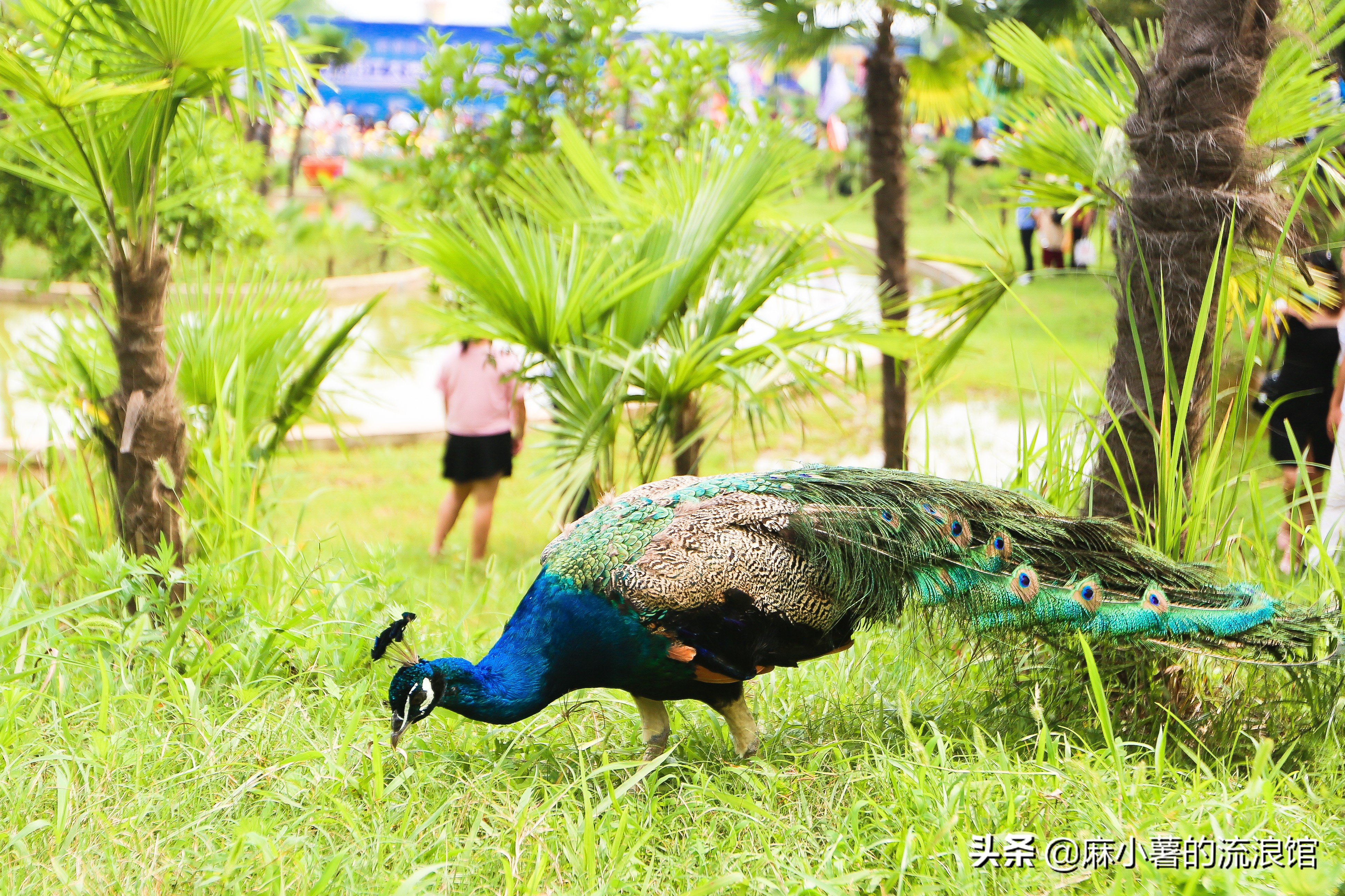 淅川，中原上不可忽视的明珠，曾为南水北调工程移民46.9万人
