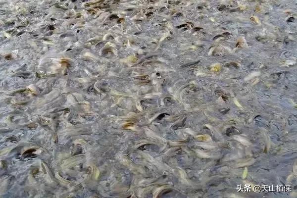 河北高密度养殖泥鳅一亩产量,什么品种的泥鳅产量高价格好