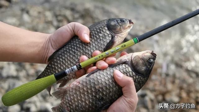 写给钓鱼的文章,给钓鱼初学者的话