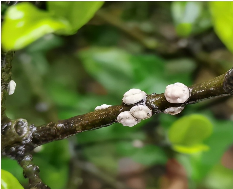 介壳虫种类图片大全,十种常见蚧壳虫图片