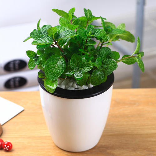 薄荷生长旺盛小技巧,盆栽薄荷有什么效果