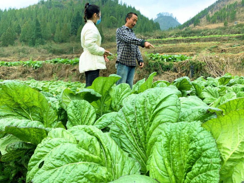 看直播 献爱心买牛肉+青菜 今日下午2点，不见不散！