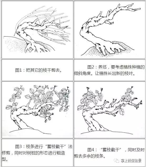 盆景主要分为树桩盆景,自然类树桩盆景和规律类树桩盆景