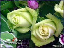 玫瑰的花语100句,一朵盛开的玫瑰花语