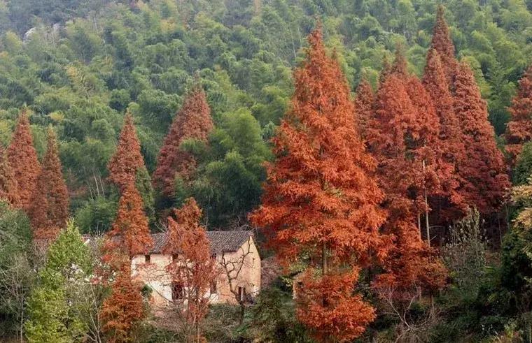 最美银杏秋景自驾攻略,杭州银杏树旅游攻略