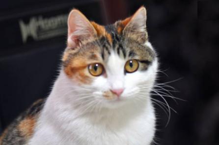 猫咪耳朵流水而且呕吐是什么原因,猫咪耳朵流水状分泌物