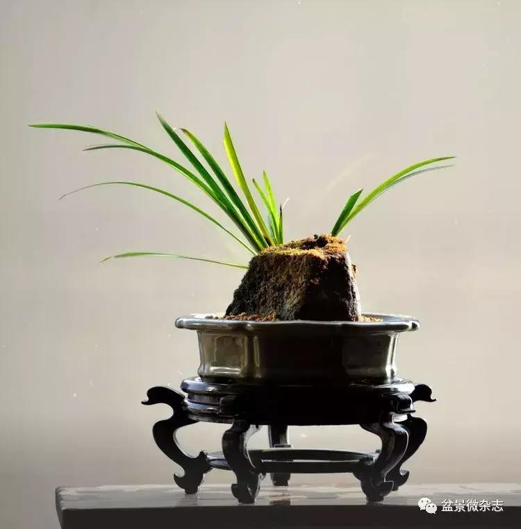 盆景艺术欣赏视频大全,盆景万象盆