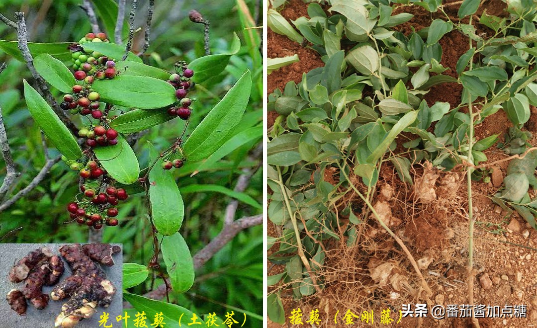 野生菝葜金刚刺,菝葜种植