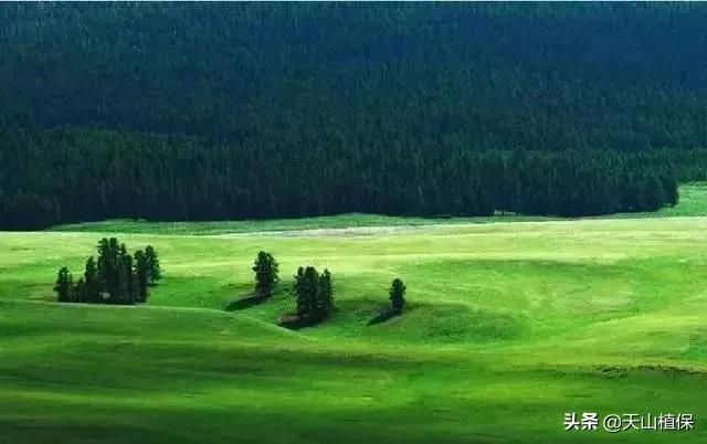 伊犁可克达拉草原,伊犁草原之旅