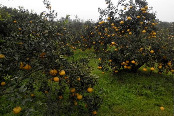 丑橘应该如何种？科学的管理让丑橘味美汁多吃不腻，快来学习